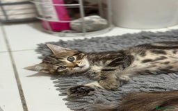 Domestic Shorthair cats for sale: Sweet little girl - Image 2