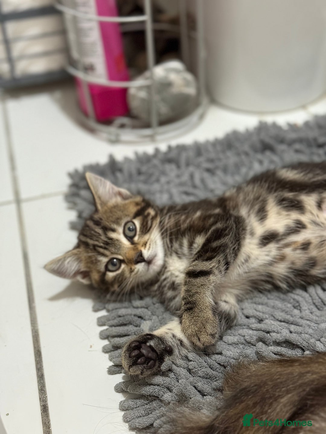 Domestic Shorthair cats for sale: Sweet little girl - Image 2