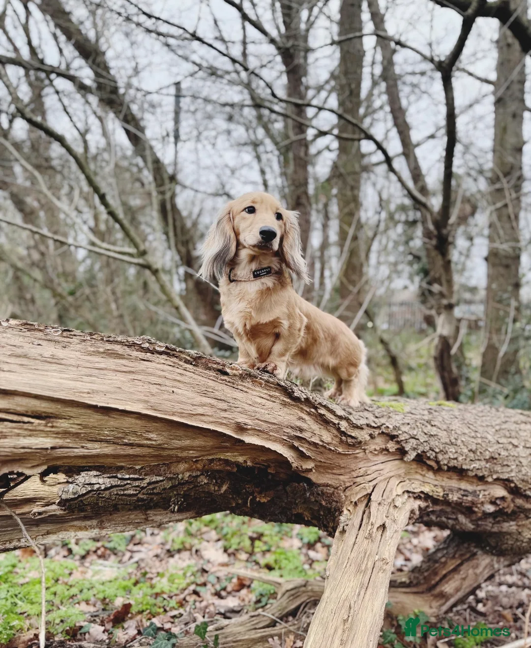 Miniature Dachshund dogs for stud: Shaded Cream Miniature Dachshund🍦🤎✨ - Advert 1