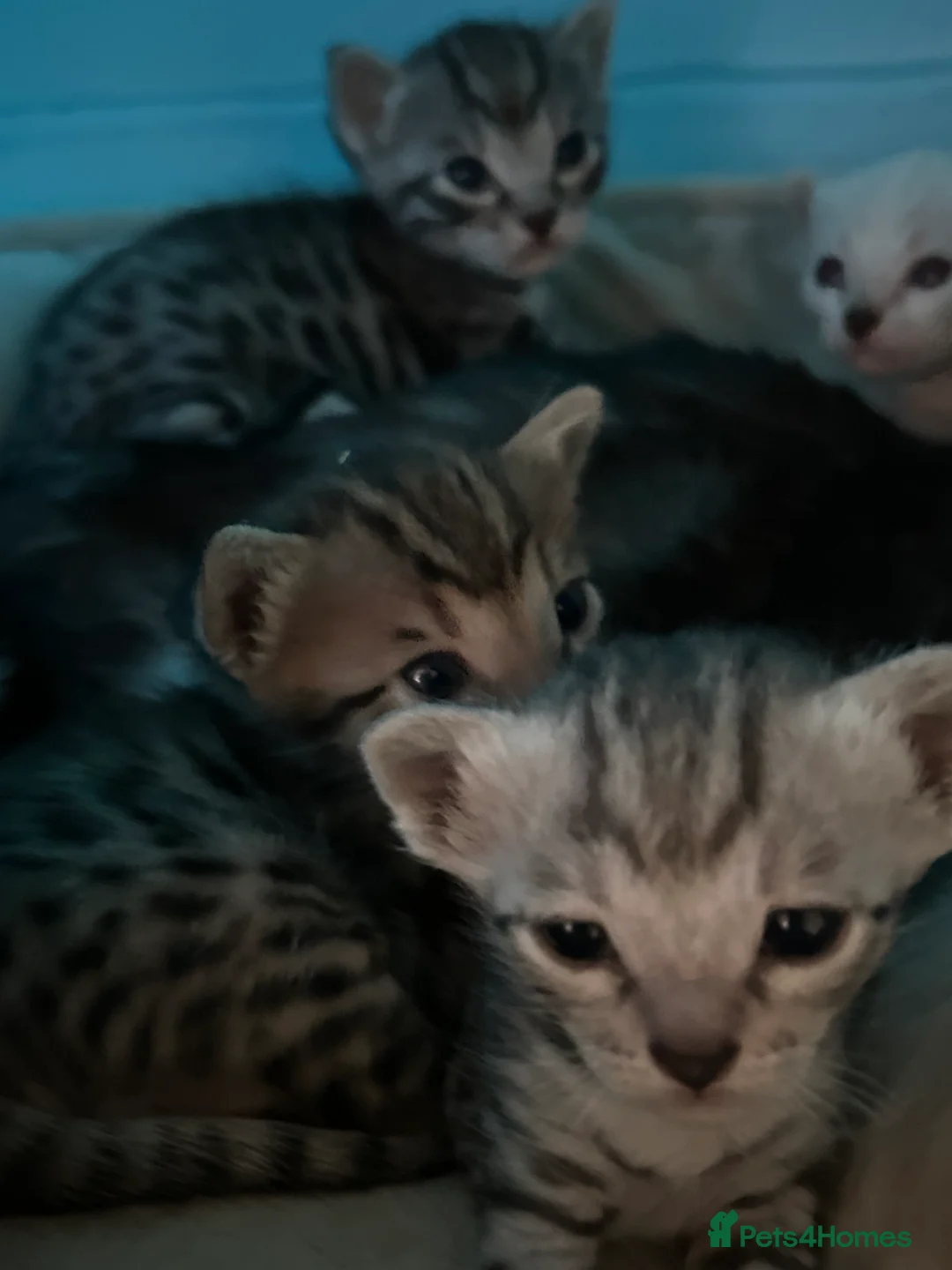 Bengal cats for sale: Adorable Bengal kittens  - Advert 5