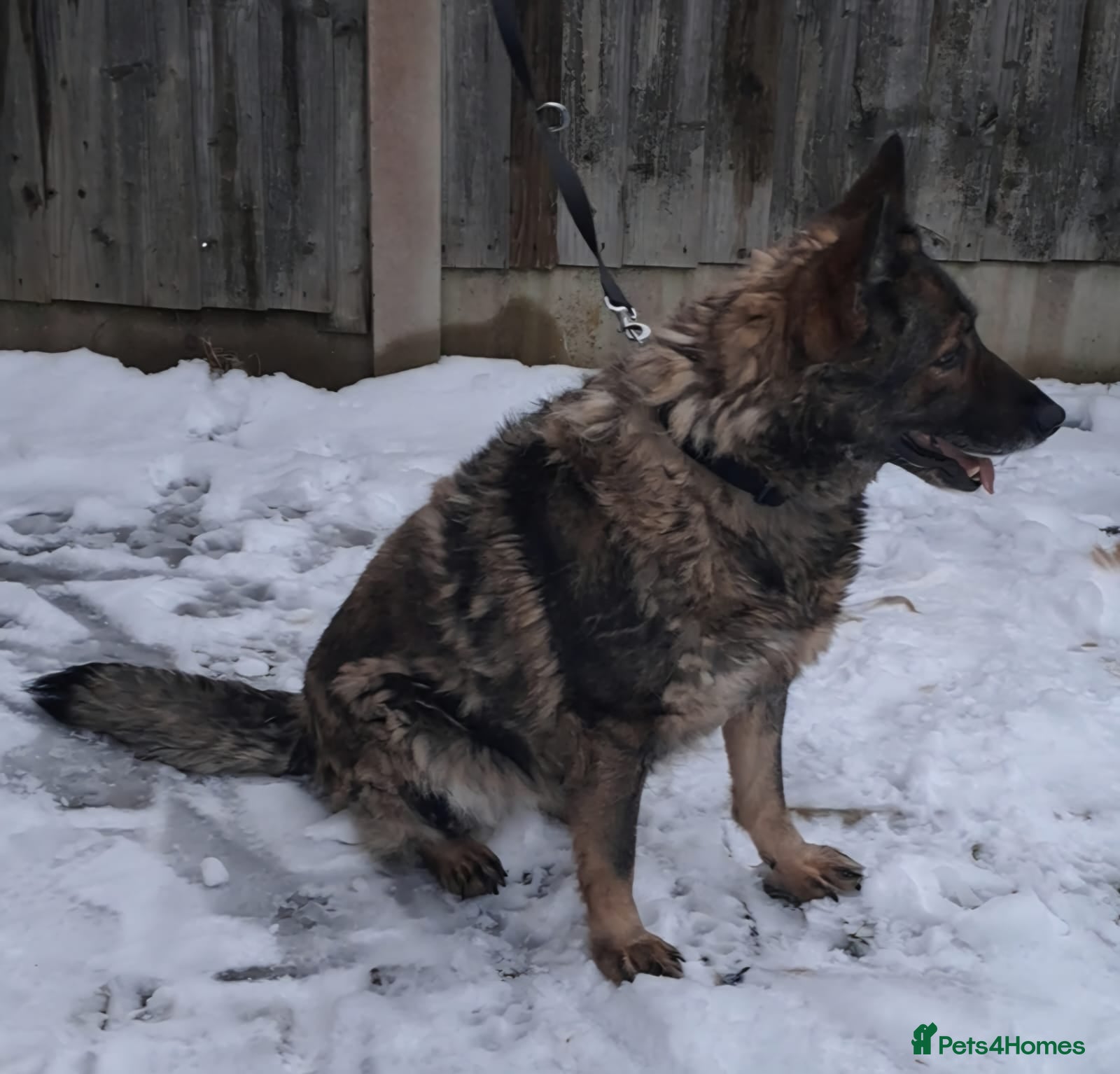 German Shepherd dogs Female Czech shepherd  - Advert 9