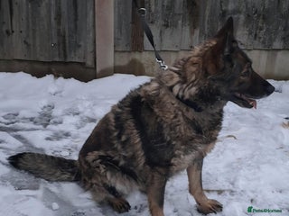German Shepherd dogs Female Czech shepherd - Advert 9