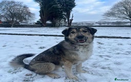 Mixed Breed dogs for adoption: Arthur is looking for a very special home - Image 2