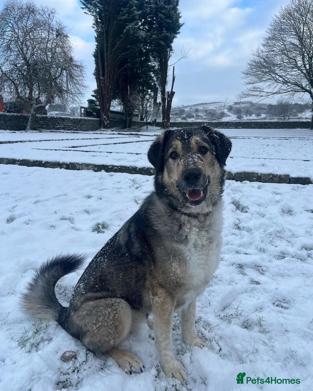 Mixed Breed dogs for adoption: Arthur is looking for a very special home - Image 2