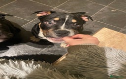 Mixed Breed dogs for sale: Pocket bully cross chow chow trio coloured boy! - Advert 5