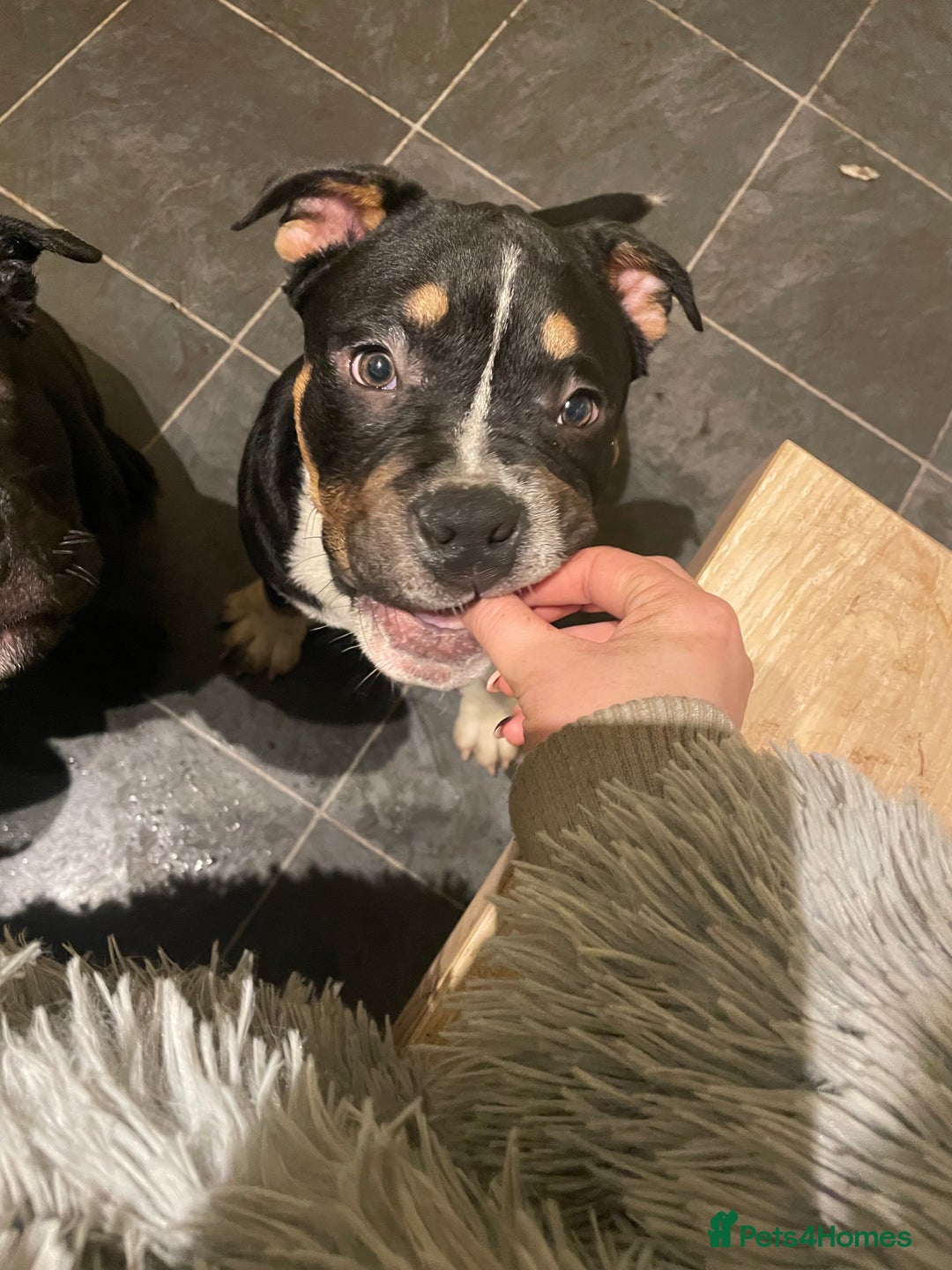 Mixed Breed dogs for sale: Pocket bully cross chow chow trio coloured boy! - Advert 5