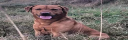 Labrador Retriever dogs for stud: K.c Reg Fox Red Labrador at stud in Suffolk in Eye - Advert 3