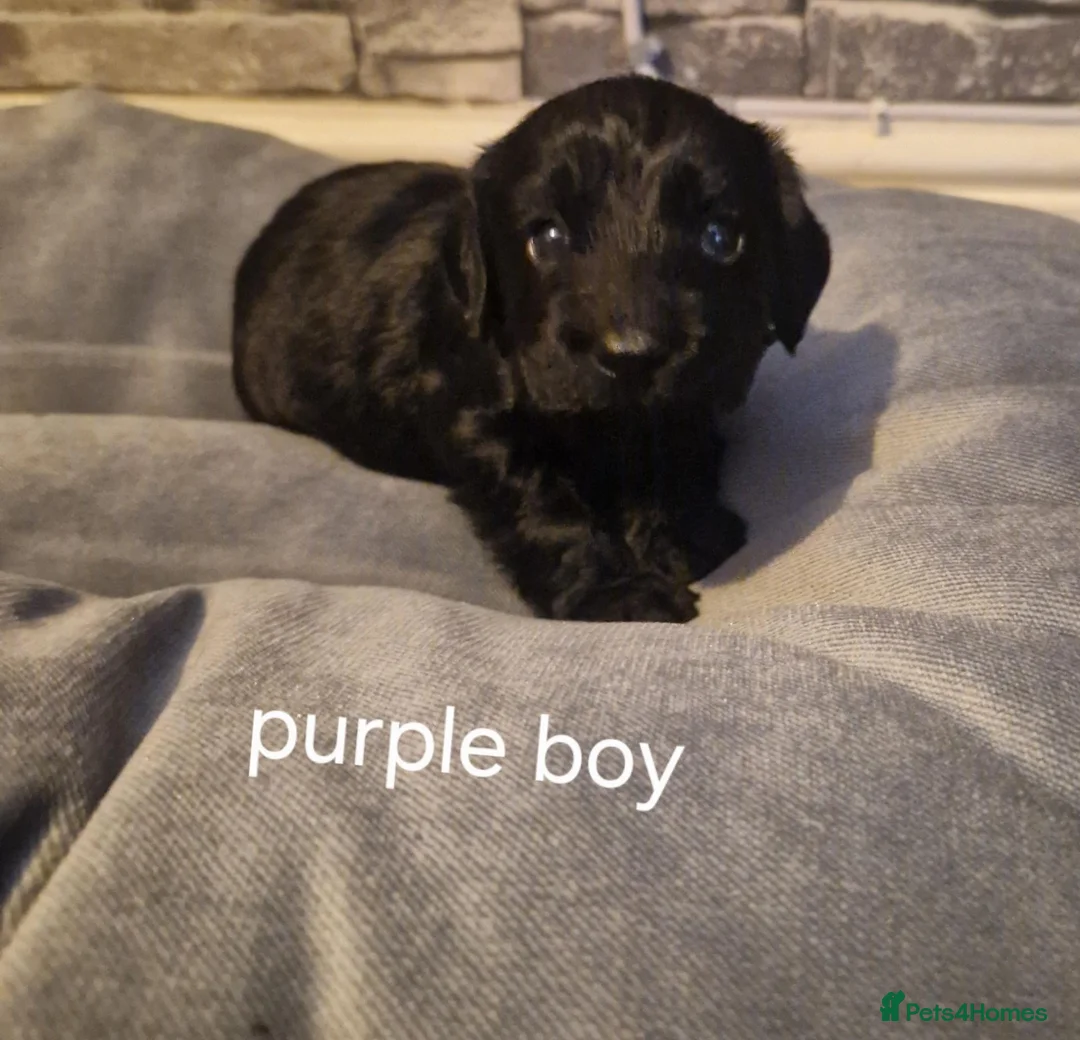 Cockapoo dogs for sale: X5 STUNNING COCKAPOOS.FROM A 5 STAR HOME - Advert 2