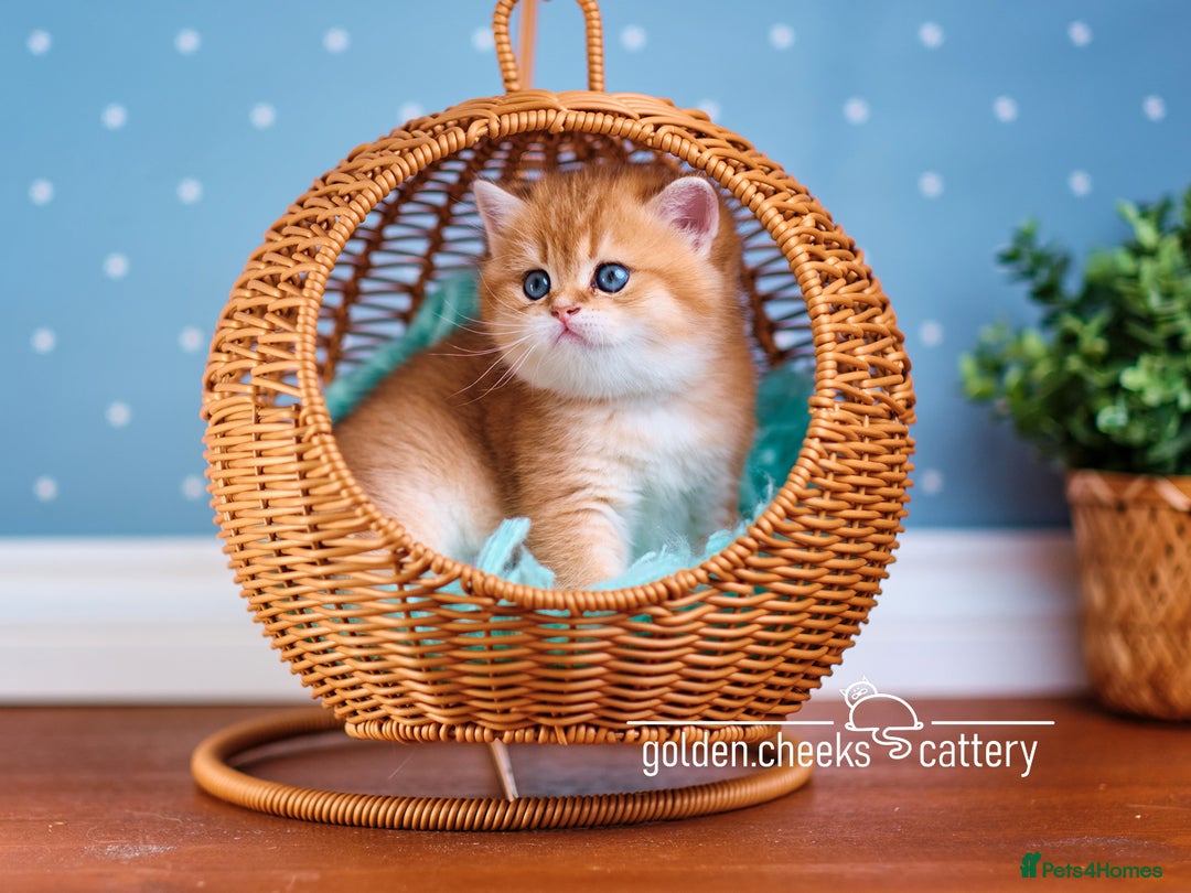 Scottish Fold cats for sale: Show Quality Scottish Kittens - Advert 8