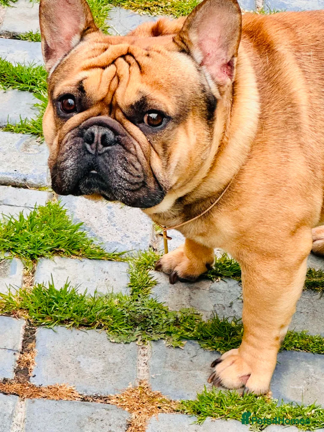 French Bulldog dogs for sale: Male french bulldog for sale in Middlesbrough - Advert 2