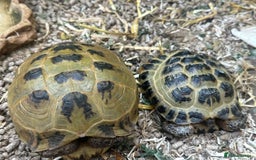 Tortoise reptiles for sale: Two adult horsefield tortoises with set up - Image 1