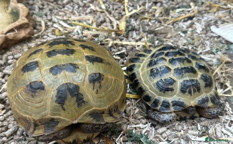 Tortoise reptiles - Advert 2