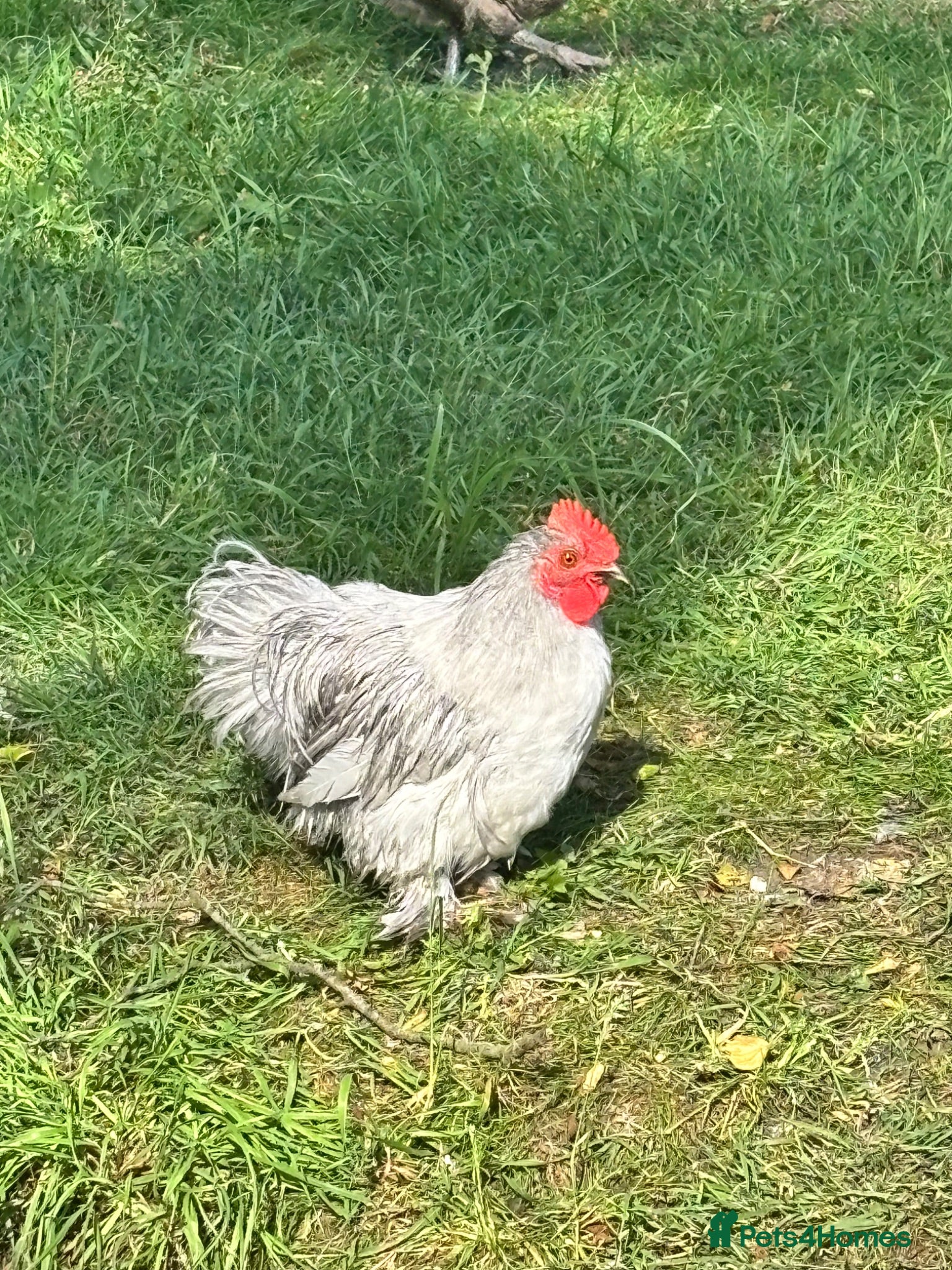 Chickens poultry Bantam Orpington cockerels - Advert 2