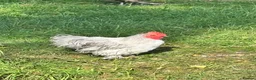 Chickens poultry for sale: Bantam Orpington cockerels in Sherborne - Advert 1