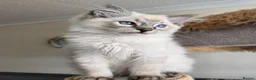 Ragdoll cats for sale: Gorgeous seal tabby male Ragdoll kittens  - Advert 17