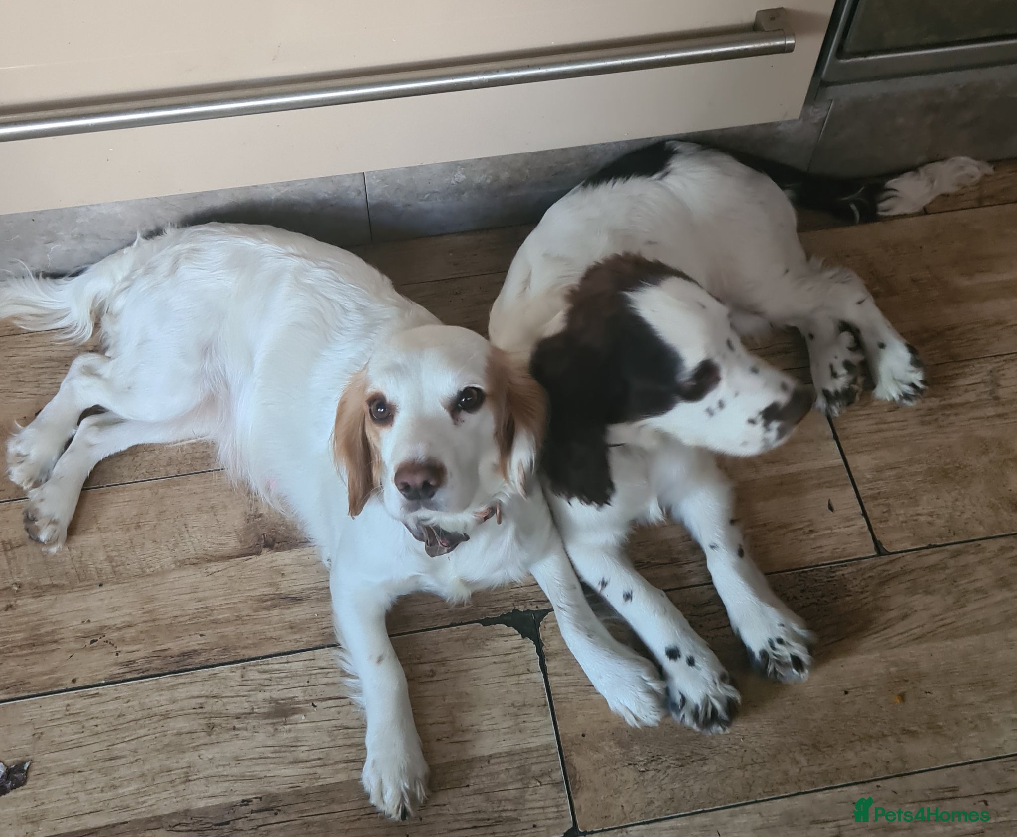 Cocker Spaniel dogs for sale: Cocker spaniel puppies due  - Advert 9
