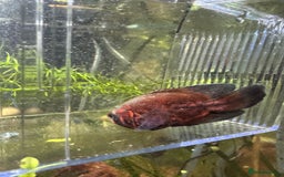 Other/Mixed Breed fish for sale: Oscar  - Image 4