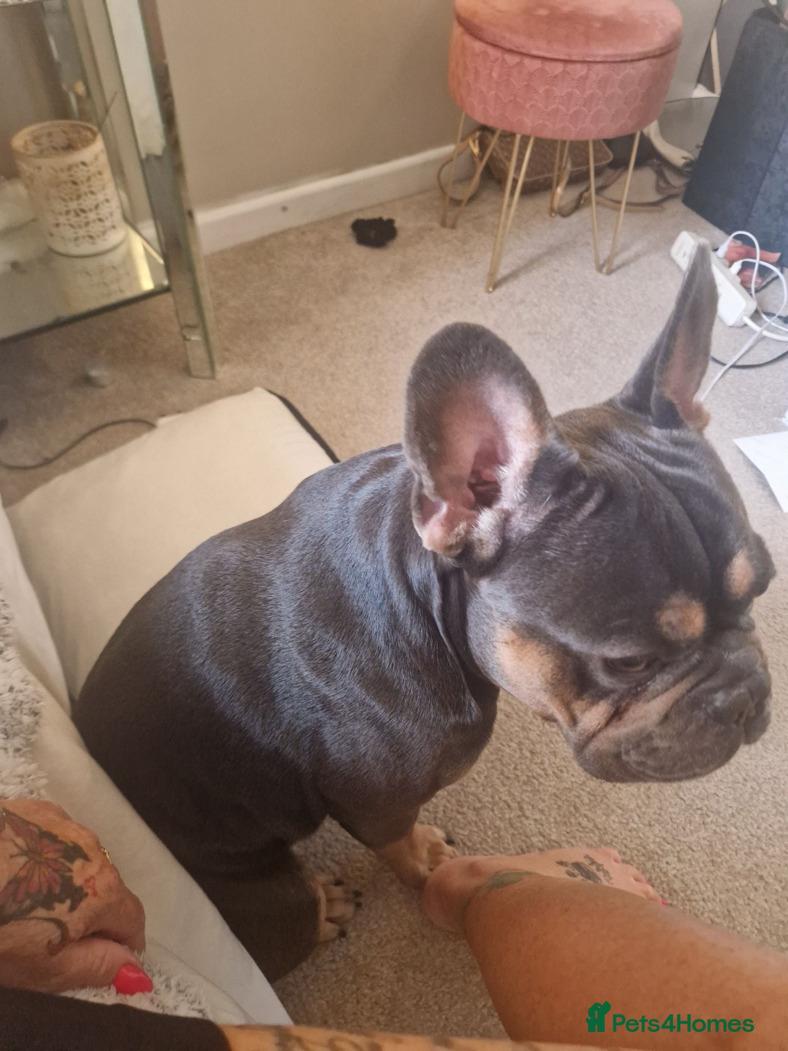 French Bulldog dogs Frenchbull dog boy  - Advert 1