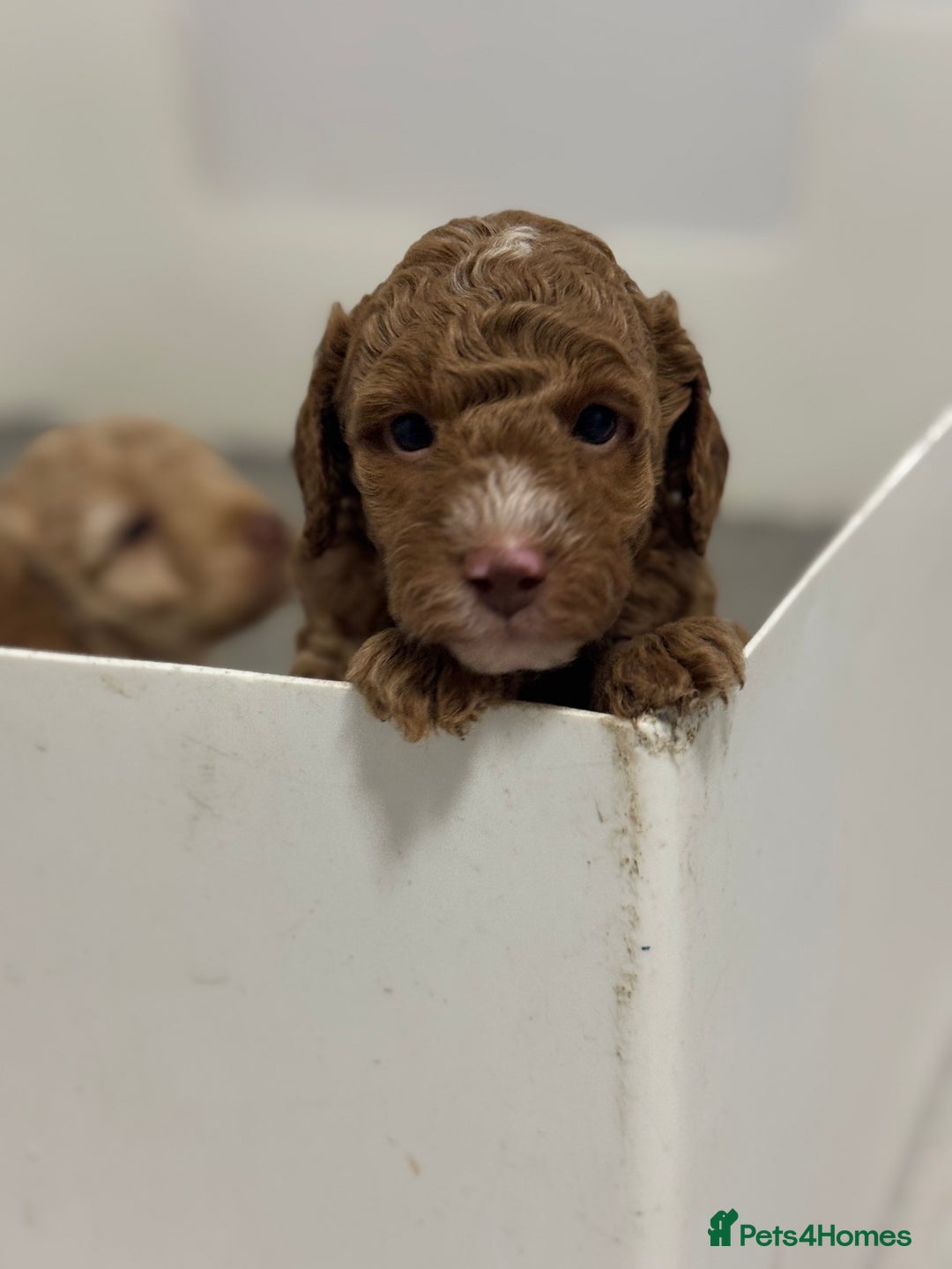 Cavapoochon dogs for sale: Stunning red boy  - Advert 9