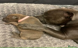 Staffordshire Bull Terrier dogs for sale: Beautiful Staffordshire Bull Terrier Puppies - Image 20