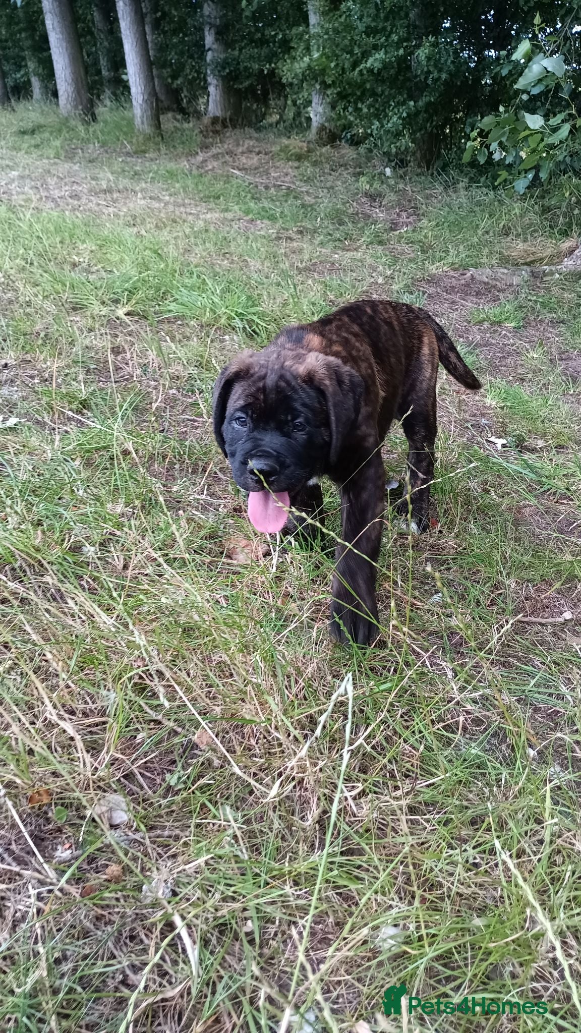 Mixed Breed dogs Saint Bernard Neapolitan x Boerboel Neapolitanbull - Advert 2