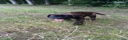 Mixed Breed dogs for sale: Saint Bernard Neapolitan x Boerboel Neapolitanbull - Advert 3