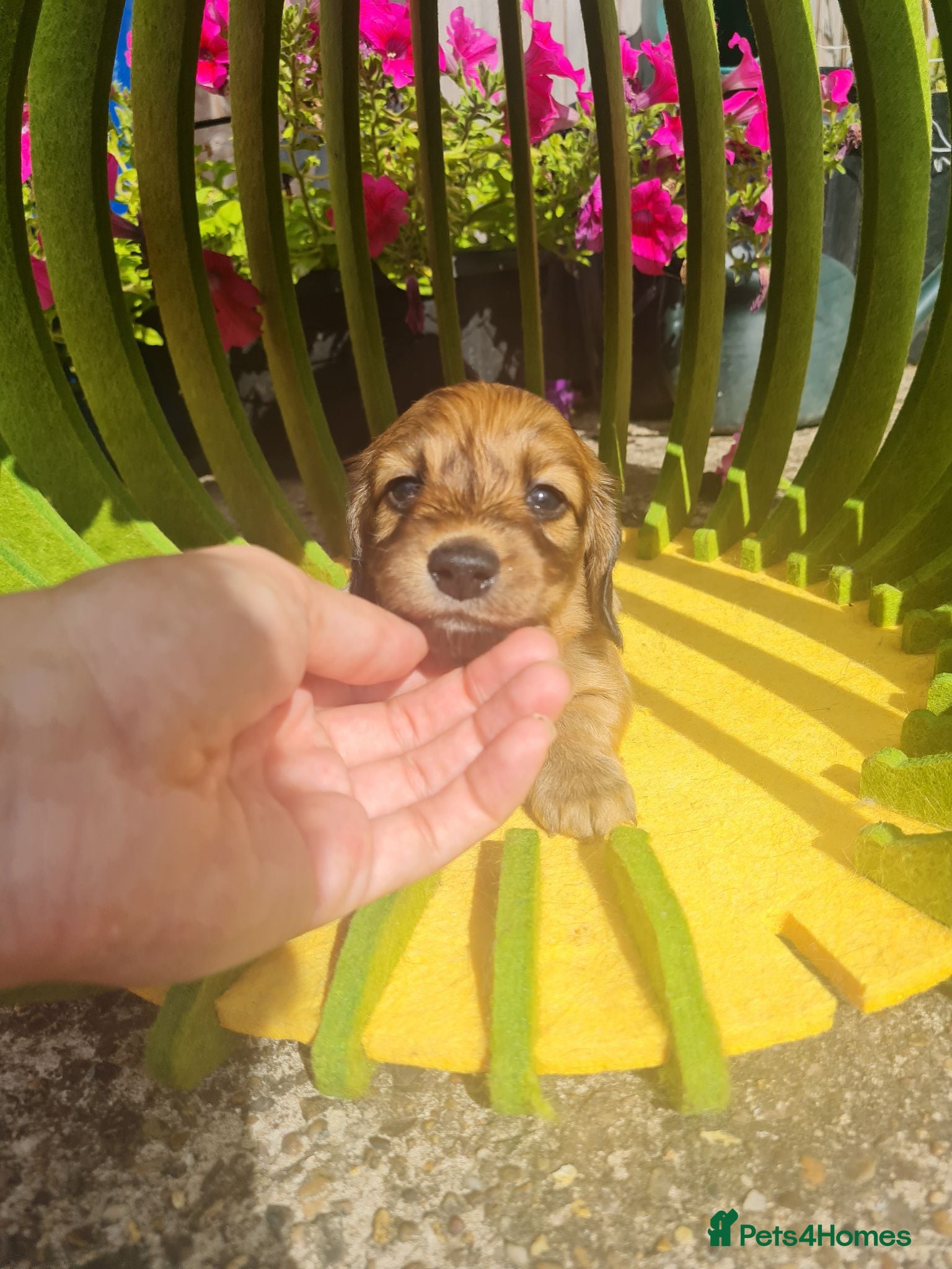 Dachshund dogs Pra clear 5 beautiful LH Dachshund puppies💗💗💗 - Advert 11