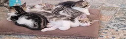 Mixed Breed cats for sale: Gorgeous Fluffy Playful Kitten - Advert 11