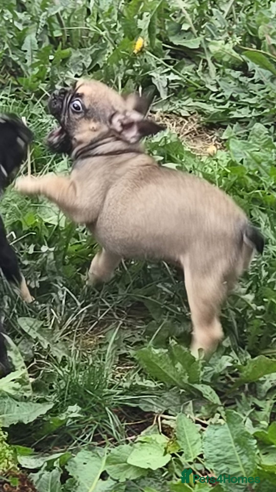 French Bulldog dogs for sale: Frenchie puppies - Image 1