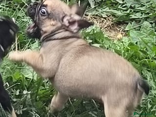 French Bulldog dogs - Advert 34