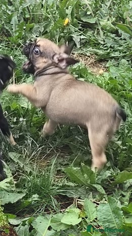French Bulldog dogs - Advert 5