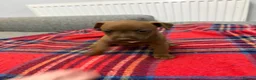 Patterdale Terrier dogs for sale: Patterdale terrier pups  - Advert 4