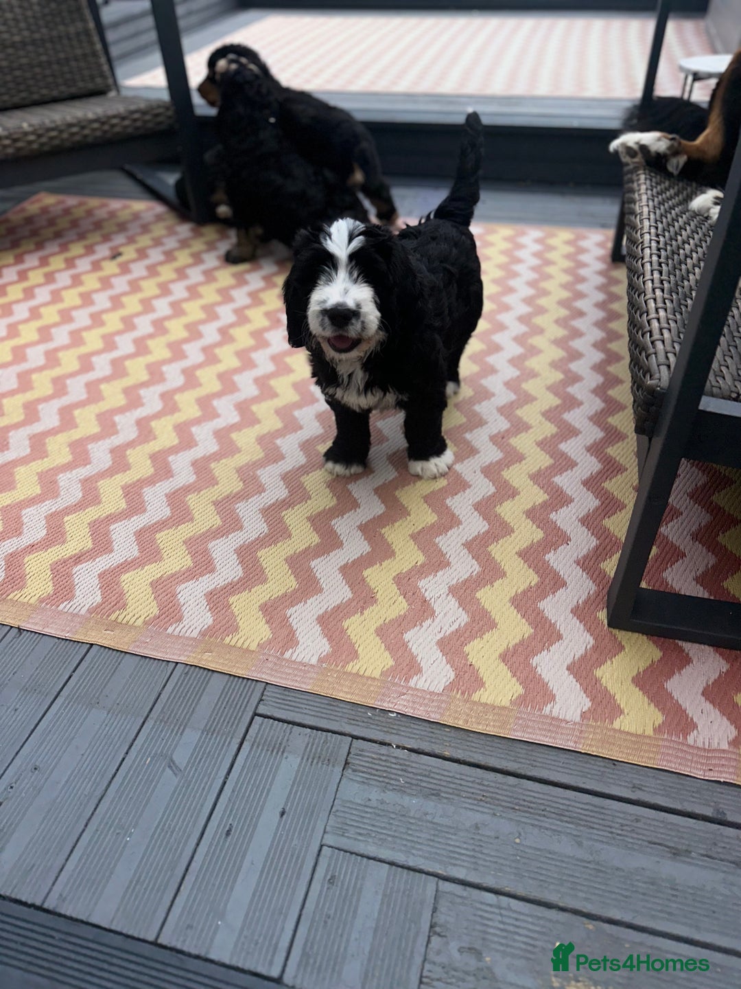 Bernedoodle dogs for sale: ⭐️⭐️F2 BERNEDOODLE PUPPIES⭐️⭐️ - Image 8