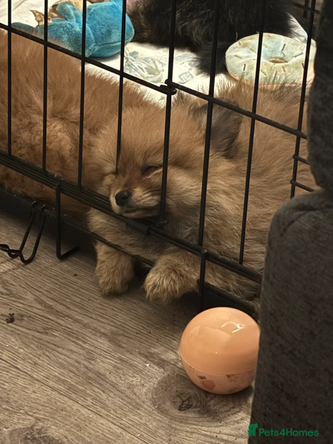 Pomeranian dogs for sale: Pomeranian puppies - Advert 15