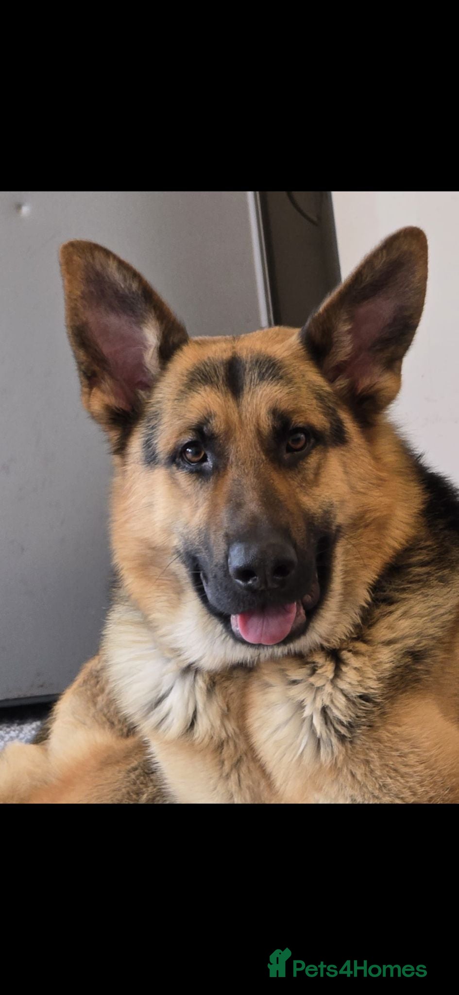 German Shepherd dogs Beautiful German Shepherd - Advert 1