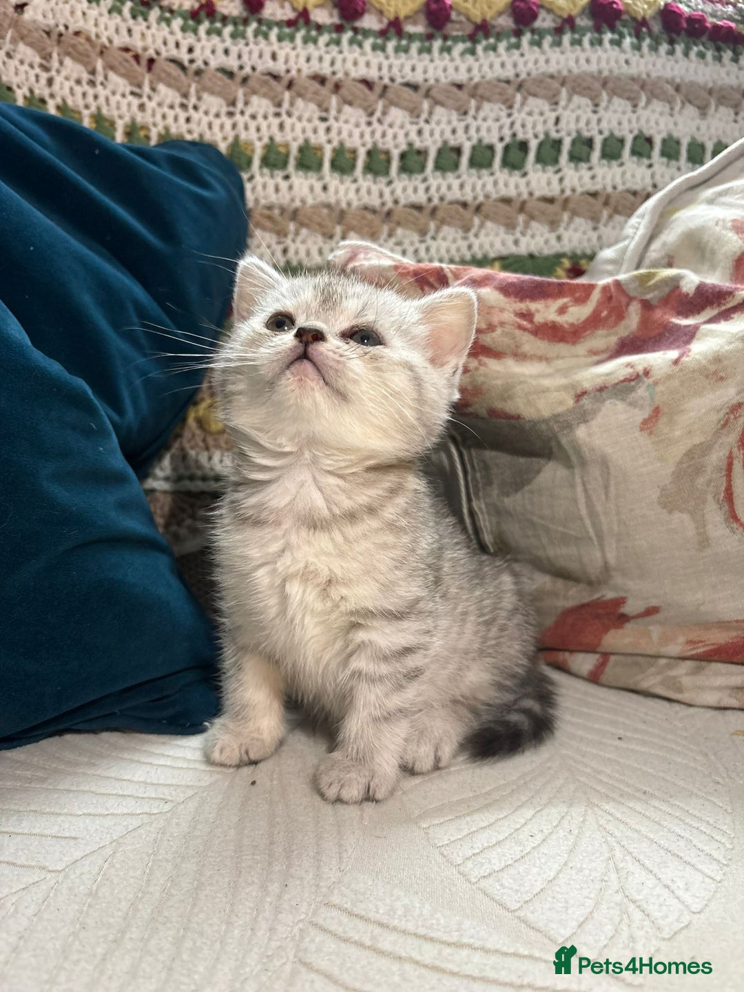 British Shorthair cats for sale: Gorgeous British shorthair kittens  - Advert 34