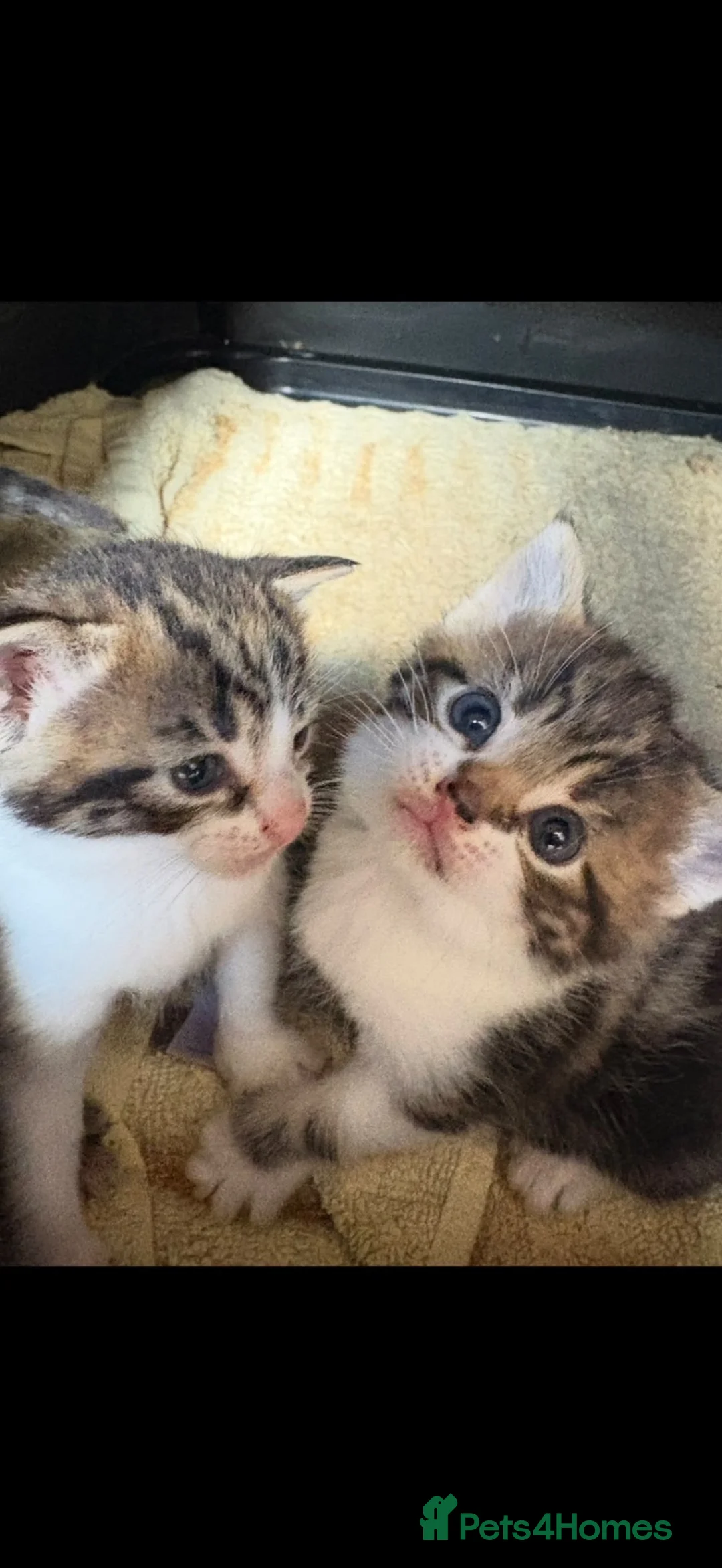 Mixed Breed cats for sale: 3 kittens  - Advert 2