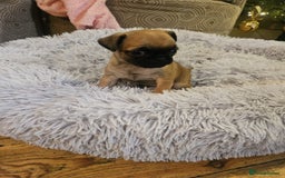 Mixed Breed dogs for sale: Puffin Puppies - Advert 4
