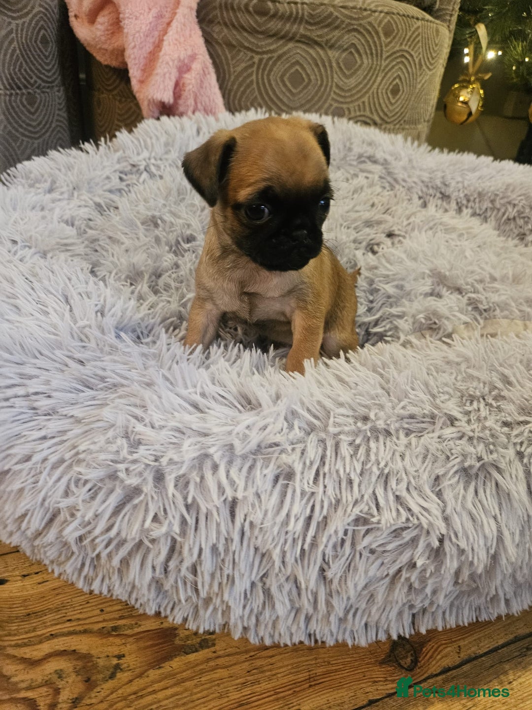 Mixed Breed dogs for sale: Puffin Puppies - Advert 4