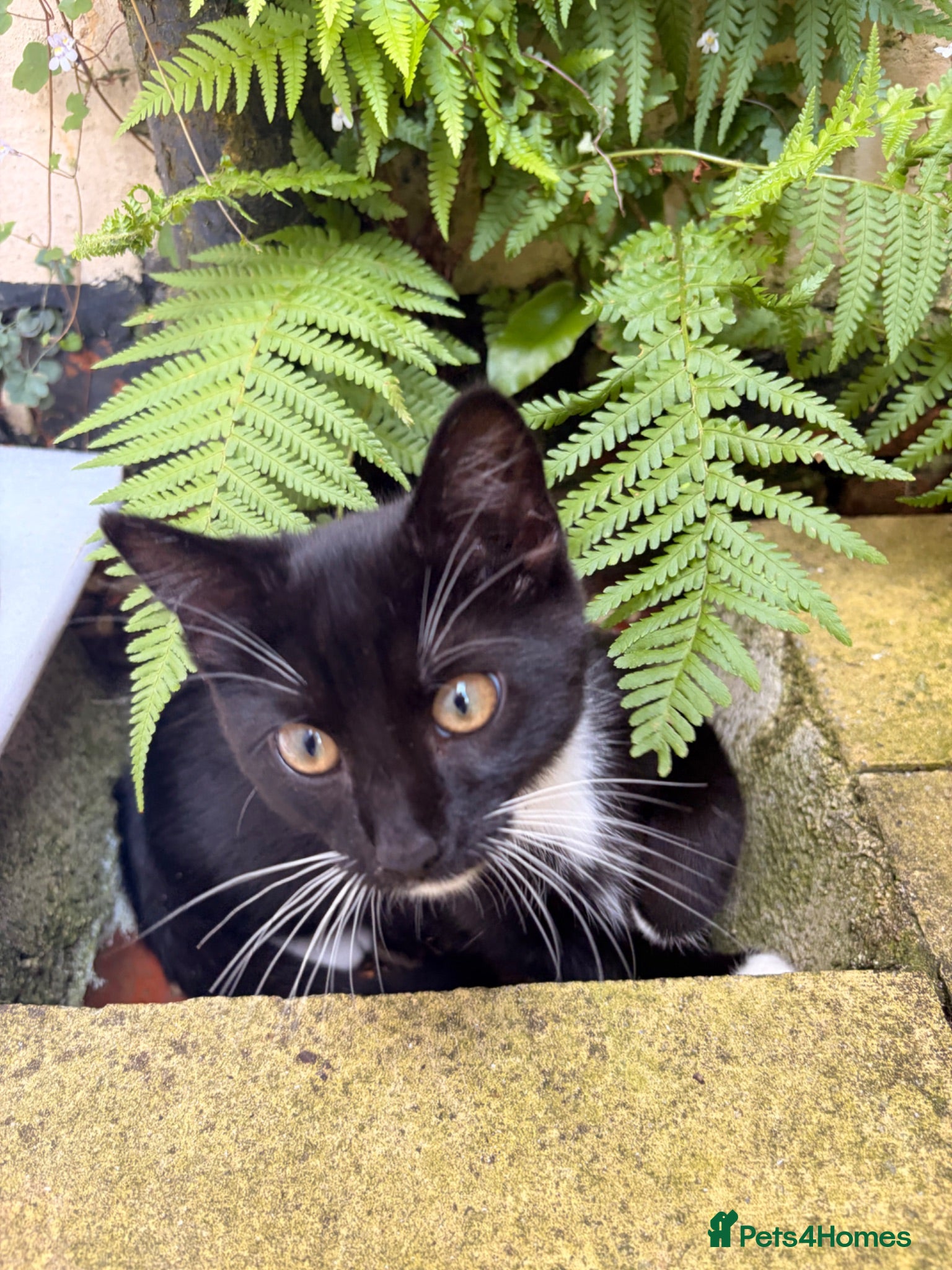 British Shorthair cats Cute kitten needs new home  - Advert 6