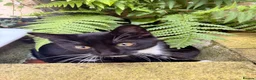 British Shorthair cats for sale: Cute kitten needs new home  in Darlington - Advert 1