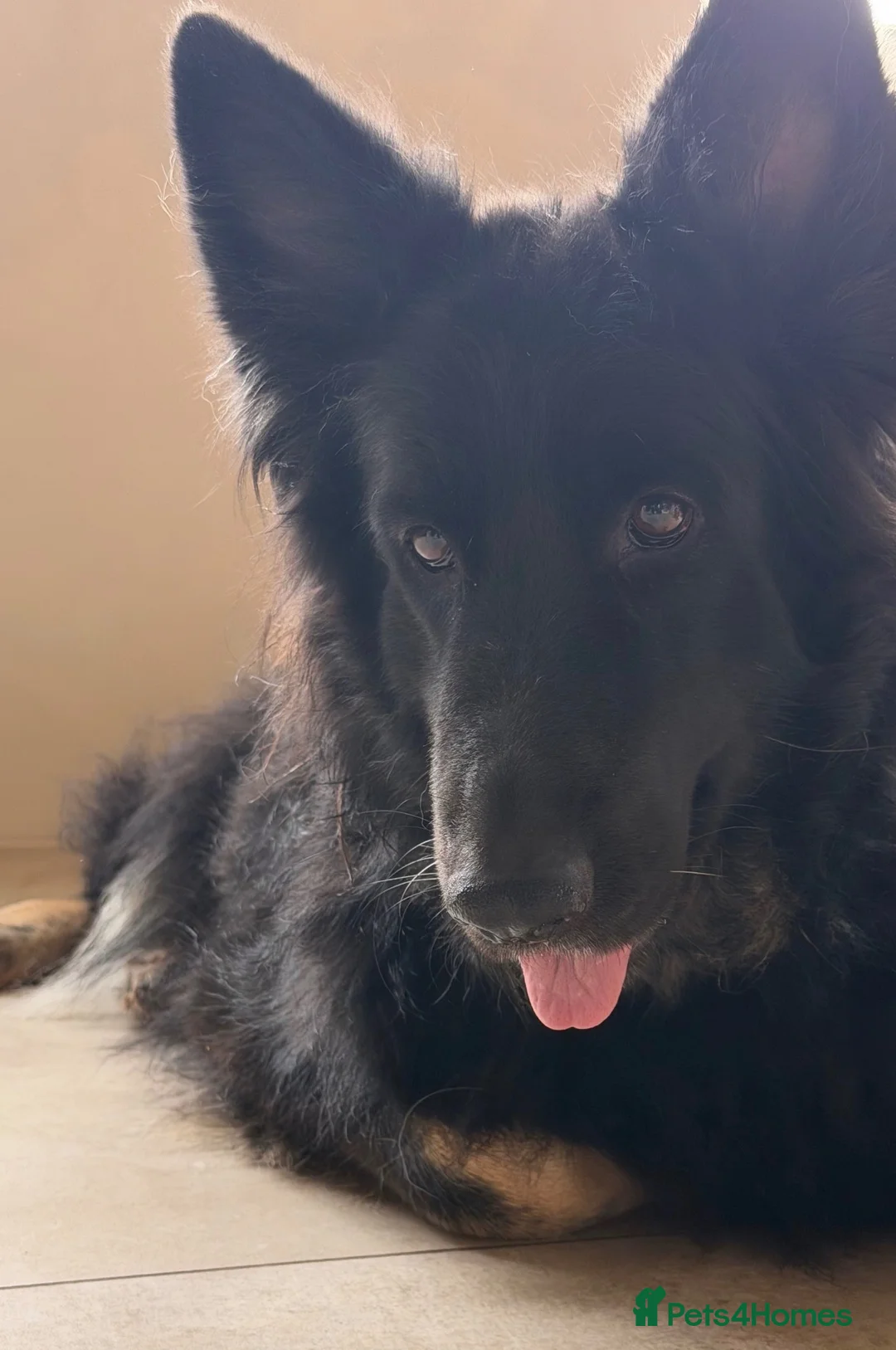 German Shepherd dogs for sale: Female German shepherd looking for forever home  - Advert 4