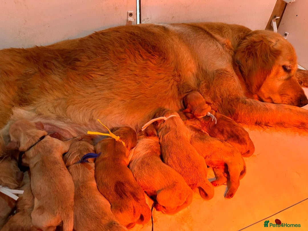 Golden Retriever dogs for sale: beautiful KC GR READY 23/12/25 - Advert 4