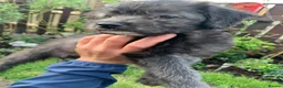 Mixed Breed dogs for sale: Whippet cross toy poodle   - Advert 3