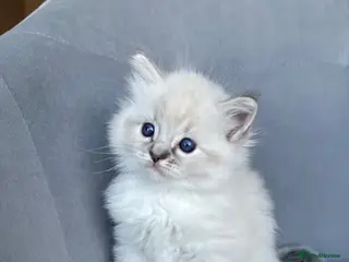 Ragdoll cats Registered Ragdoll kittens for sale - Advert 1