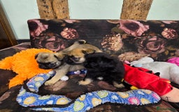 Pug dogs for sale: Beautiful Pure Pug Puppies 8 weeks old! 🐾 - Image 15