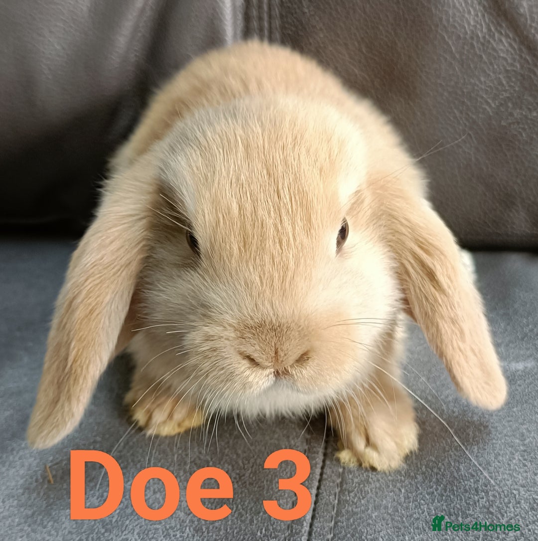 Mini Lop rabbits for sale: 🐰Beautiful mixed litter of Plush x Mini Lop kits - Image 25