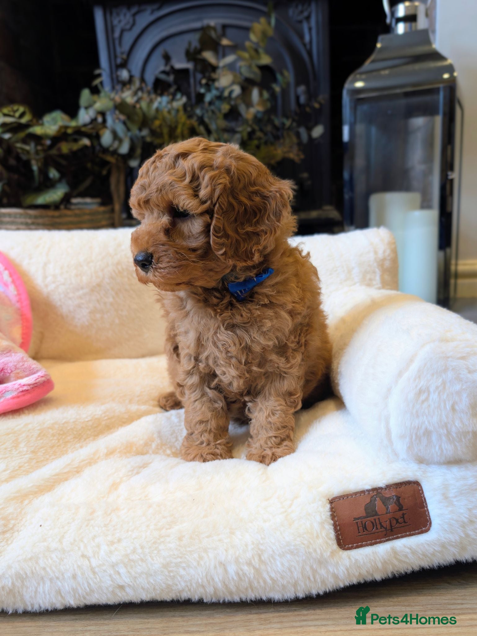 Cavapoo dogs Adorable F1b Cavapoo puppies.  - Advert 1