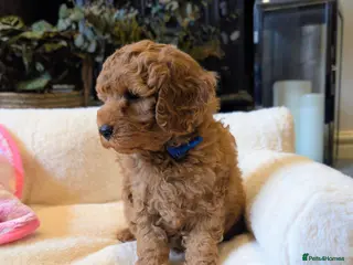 Cavapoo dogs Adorable F1b Cavapoo puppies. - Advert 11