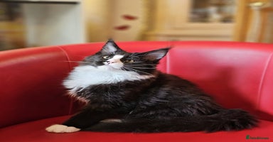 Maine Coon cats - Advert 6